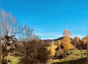  Charmante Reitanlage zwischen Stuttgart und dem Bodensee