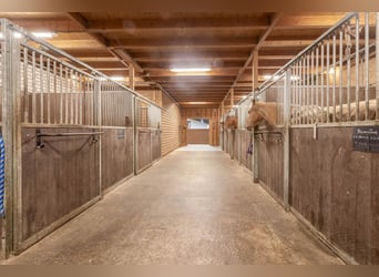 Complete equestrian accommodation