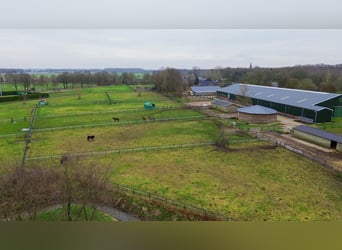 Complete equestrian accommodation