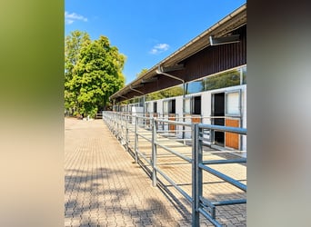 Complexe équestre exclusif avec clinique et espace de rééducation équine près de Stuttgart