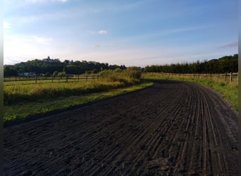 Ecurie d’entraînement de chevaux de course à fort potentiel !