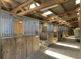 Ecurie d'élevage et de commerce de chevaux