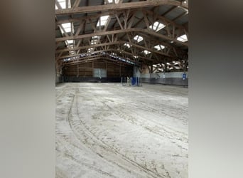 Ecurie d'élevage et de commerce de chevaux