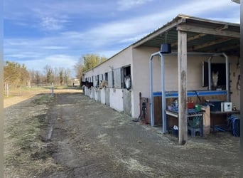 Ecurie d'élevage et de commerce de chevaux