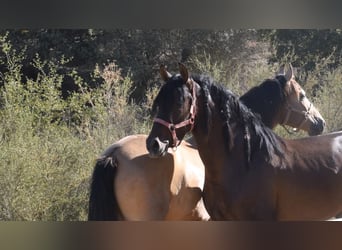 Écurie en semi-liberté, nous garantissons des chevaux heureux.