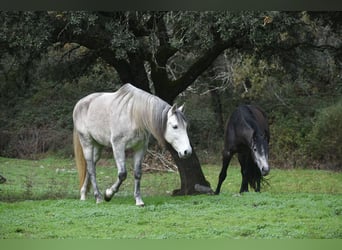 Écurie en semi-liberté, nous garantissons des chevaux heureux.