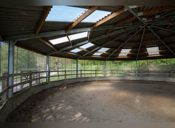 Écurie en situation isolée à vendre près de St. Wendel – près de 15 hectares de terrain en propriété