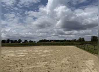 Écurie équestre avec manège pour cavaliers ambitieux et passionnés de chevaux. Capacité jusqu'à 60 c
