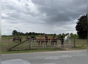 Écurie équestre avec manège pour cavaliers ambitieux et passionnés de chevaux. Capacité jusqu'à 60 c