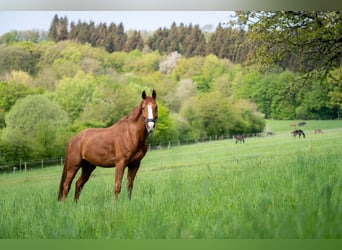 Écurie équestre dans la Sarre près de St. Wendel, à vendre dans un cadre isolé et pittoresque !