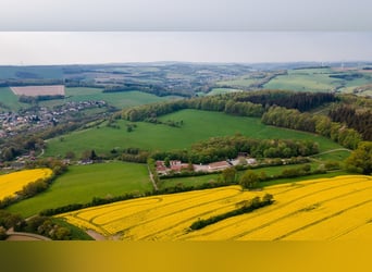 Écurie équestre dans la Sarre près de St. Wendel, à vendre dans un cadre isolé et pittoresque !