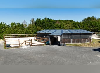 Écurie exclusive au parc national de l'Eifel – équipements de haute qualité et accès courts