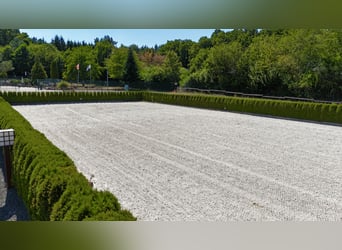 Écurie exclusive au parc national de l'Eifel – équipements de haute qualité et accès courts