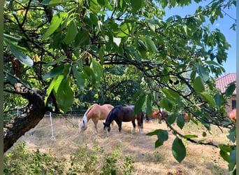 Écurie exclusive avec manège couvert et options d'habitat variées en Hesse
