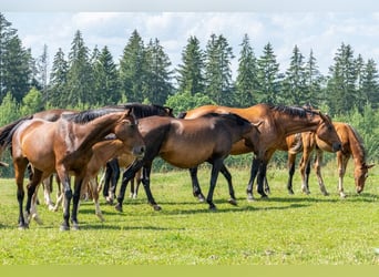 Einer einzigartigen Reitanlage in ländlicher Idylle NRW