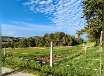 Élevage de chevaux - Ferme agricole à l'est de Munich
