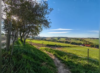 Élevage de chevaux - Ferme agricole à l'est de Munich
