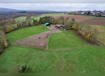Élevage équestre très rentable avec beaucoup de terrain pour un élevage respectueux des besoins des 