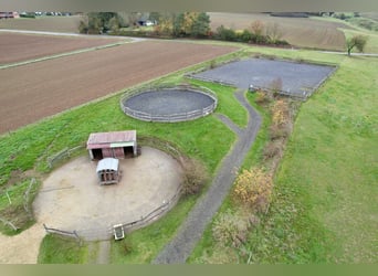 Élevage équestre très rentable avec beaucoup de terrain pour un élevage respectueux des besoins des 