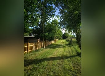 Equestrian property in Italy close to Po Delta Park and 30 minutes to the beach 