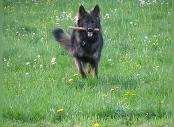 Établissement équestre, centre équestre, maison bifamiliale, sans commission, avec expertise récente