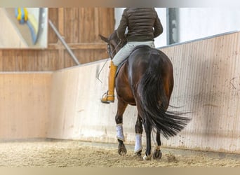 Établissement équestre professionnel dans un cadre champêtre idyllique en Rhénanie-du-Nord-Westphali