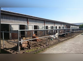 Établissement équestre professionnel pour le sport de haut niveau dans la région métropolitaine de R