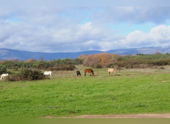 Excellente ferme de chasse et d’élevage de bétail.