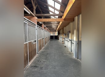 Exklusiver Pferdehof - TOP Ausstattung inkl. Photovoltaikanlage (bisher REHA Zentrum) Niedersachsen