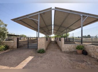 Ferme équestre à La Marina, Alicante, à proximité de la mer