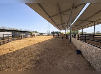 Ferme équestre à La Marina, Alicante, à proximité de la mer
