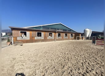Gepflegte Reitanlage direkt an der Grenze zur Schweiz!