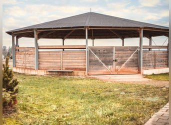 Grande installation équestre XXL pour le sport de haut niveau en Franconie V14177 – sans commission