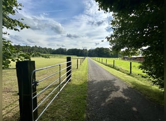 Grande maison de campagne avec élevage de chevaux, manège et un magnifique parc-jardin en situation 