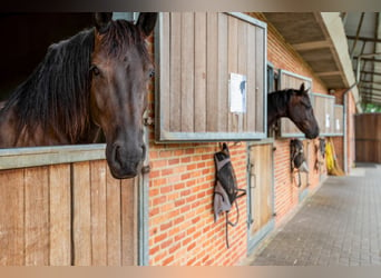 Hippisch complex met binnen- en buitenpiste