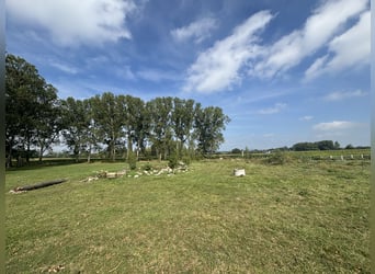 Historische Reitanlage im Elsass – Ihr exklusives Paradies für Pferdeliebhaber und Investoren