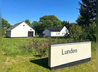 ISLANDGESTÜT MIT 62 HEKTAR IN NORDJÜTLAND ZU KAUFEN