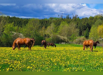 Landsitz mit traumhafter Reitanlage und luxuriösem Wohnhaus in Alleinlage