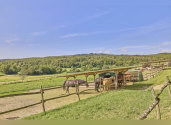 Leben in einer Symbiose mit den Pferden – gepflegte Reitanlage in Geisenheim im beliebten Rheingau!