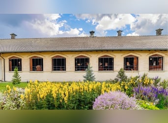 **Luxuriöses Pferdeanwesen in bester Lage** - Schweiz