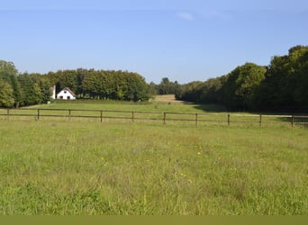 Maison rénovée avec 6 boxes pour chevaux, manège, paddocks avec clôture en bois (8 hectares de terra