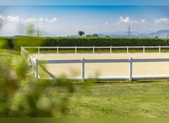 Pour les passionnés de chevaux : un nouveau centre équestre de luxe en Allgäu
