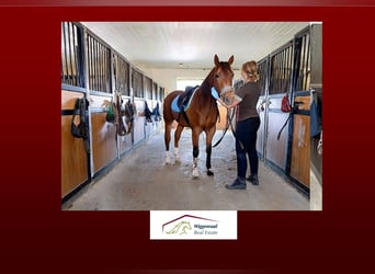 Professionelles Reitsportzentrum NRW