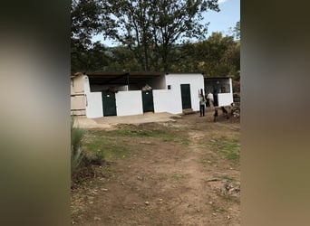 Propriété à Ensueño dans la région de Gredos.