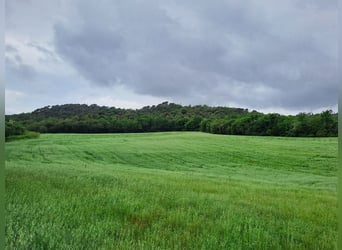Propriété équestre à Girona-Costa Brava, de multiples possibilités