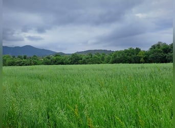 Propriété équestre à Girona-Costa Brava, de multiples possibilités