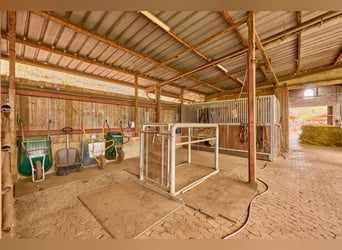 Propriété équestre à vendre dans la Sarre – Haras situé en pleine nature avec un manège moderne !