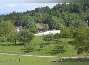 Propriété équestre avec 3,3 hectares de pâturages en Suisse (près de Saint-Gall)