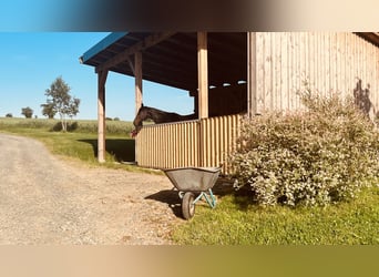 Propriété équestre avec manège, grange et terrain de 45 000 m²