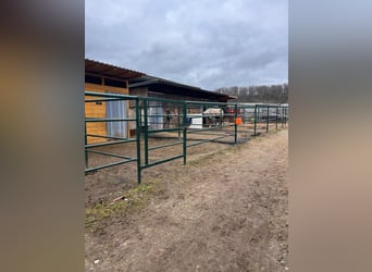 Propriété équestre avec une grande maison d'habitation et un potentiel de développement